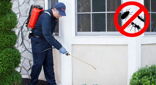 Sakarya Kemirgen İlaçlama böcek ilaçlama ve haşere kontrolü — ilaclama-tr.com